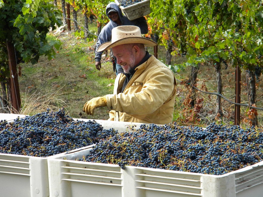 Laird Foshay Picking Grapes